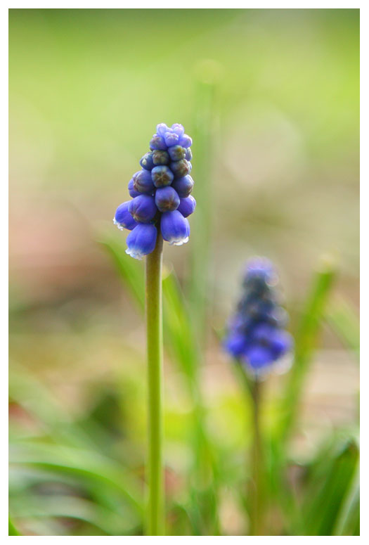 Muscari botryoides