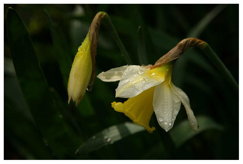 Narcissus pseudonarcissus