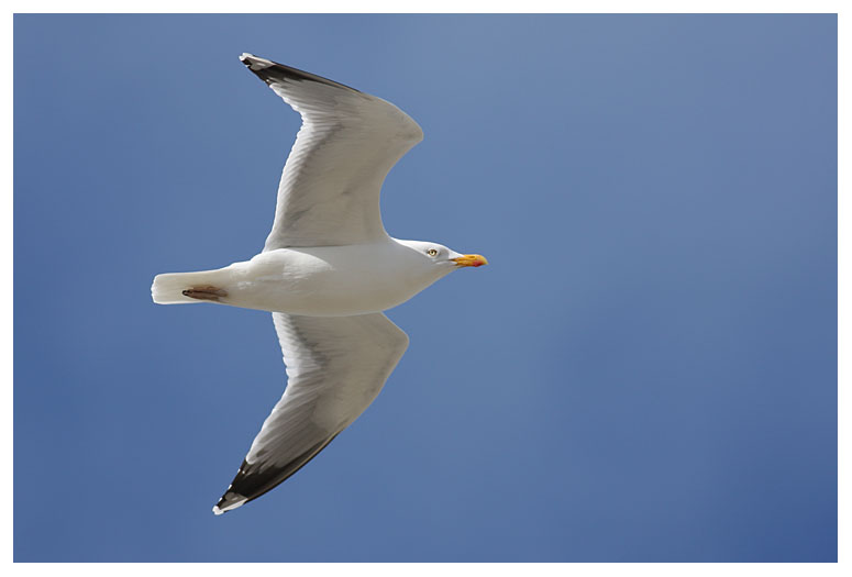 Herring Gull