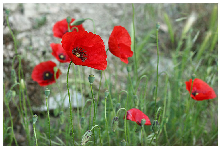 Papaver rhoeas