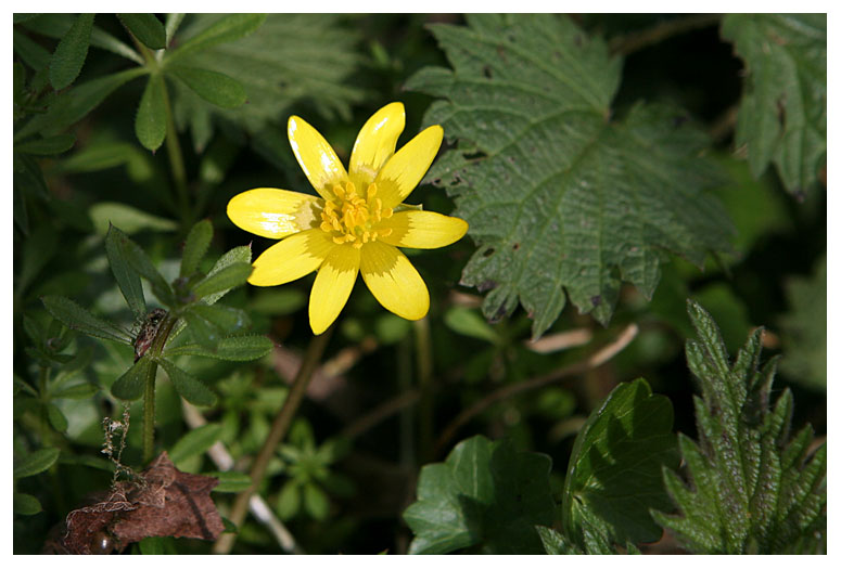 Ranunculus ficaria