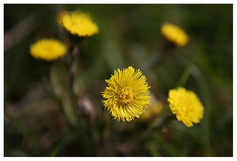 Tussilago farfara
