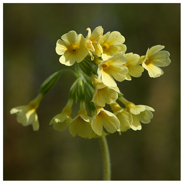 Primula elatior