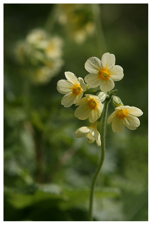 Primula elatior