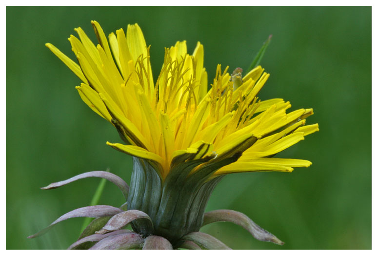 Taraxacum officinale