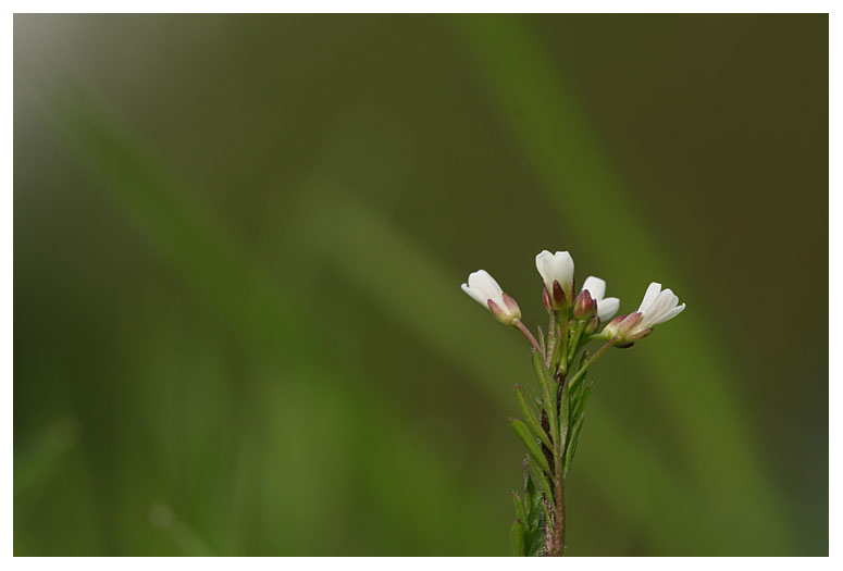 Cardamine hirsuta