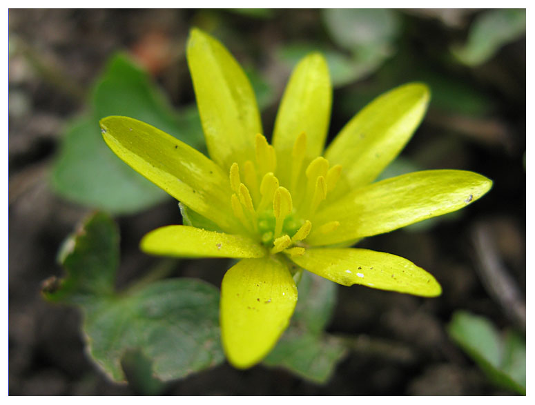 Ranunculus ficaria