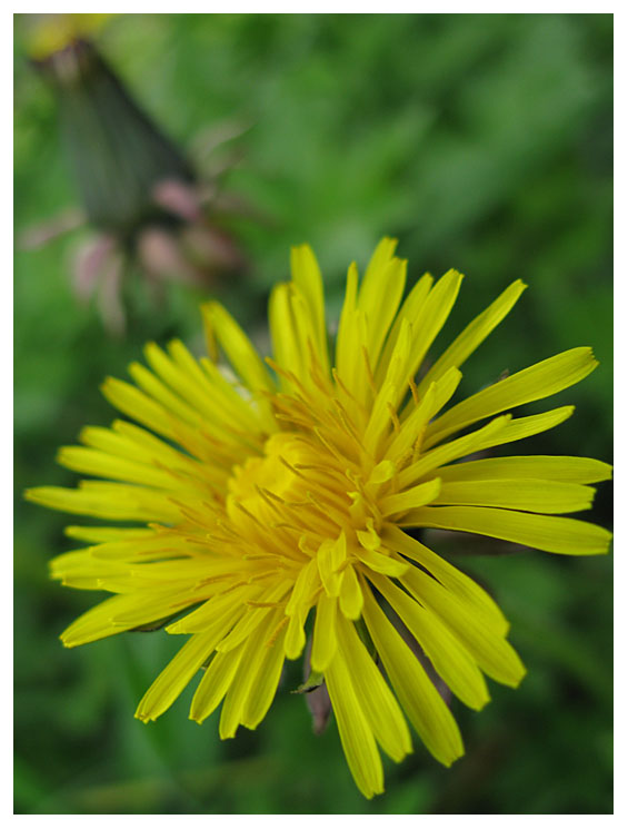 Taraxacum officinale