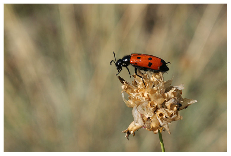 Mylabris quadripunctata