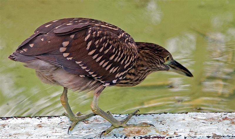 Black Crowned Night Heron (Juvenile), Florida