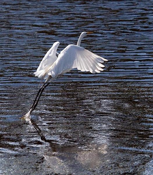 Great Egret, Florida