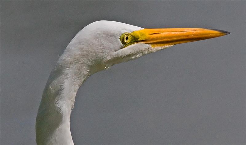 Great Egret, Florida