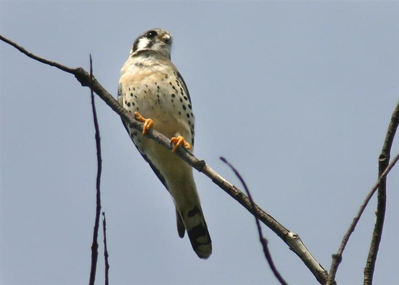 American Kestrel, Florida