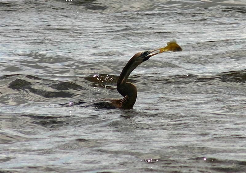 Anhinga, Florida