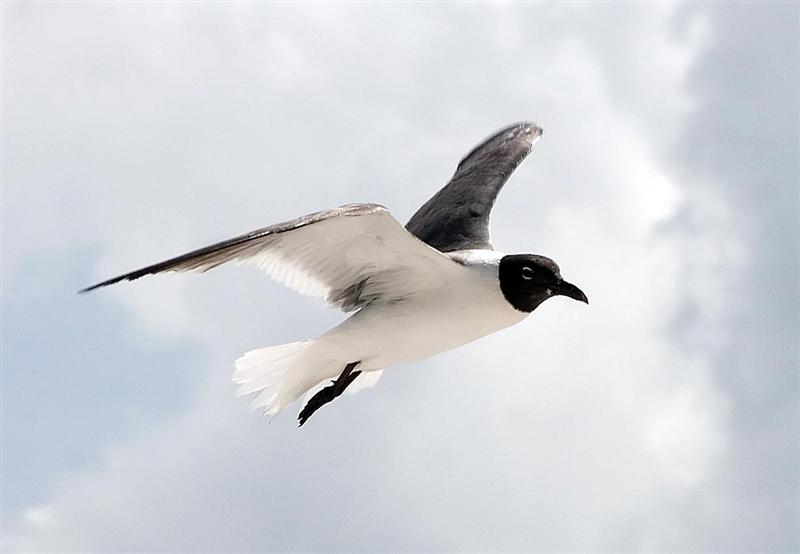 Laughing Gull, Florida