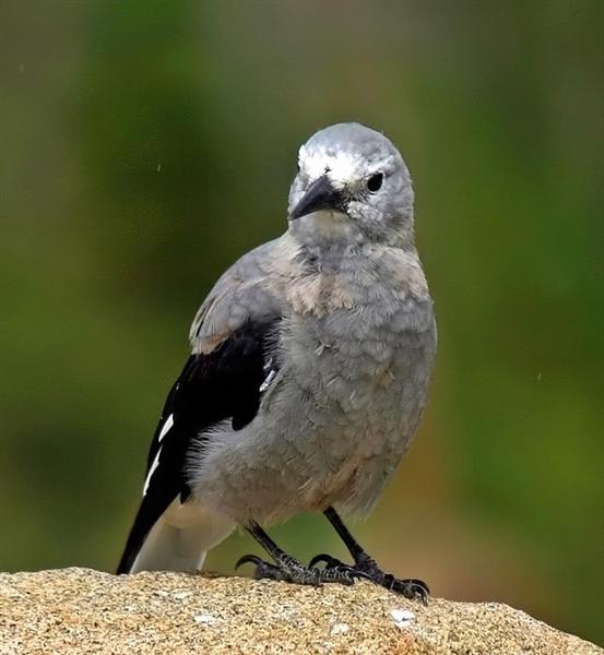 Clarkes Nutcracker, Colorado