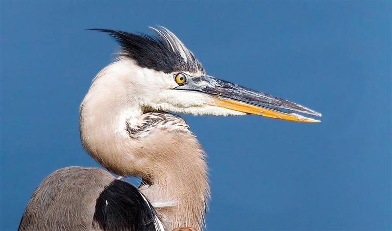 Great Blue Heron, Florida