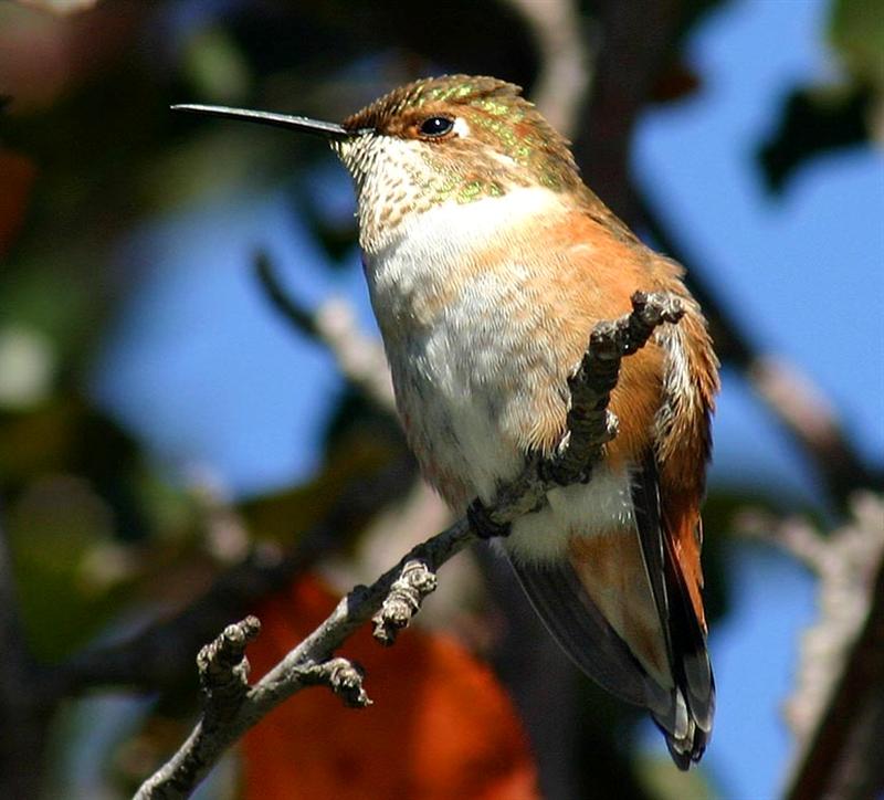 Hummingbird, Colorado
