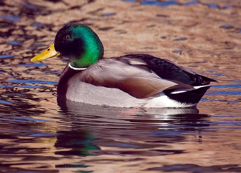 Mallard, Arizona