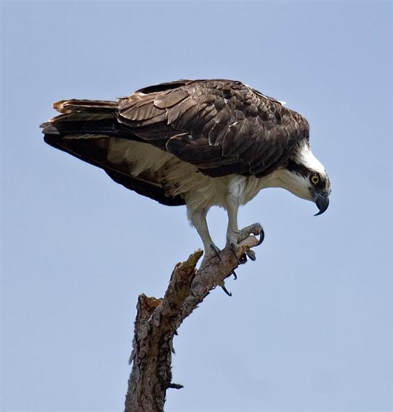 Osprey, Florida