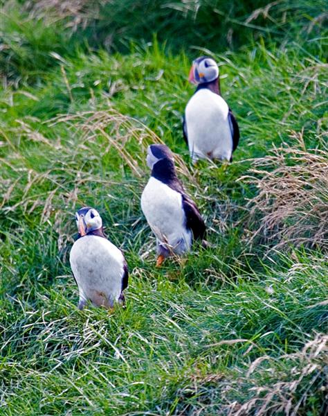 Puffins, Newfoundland