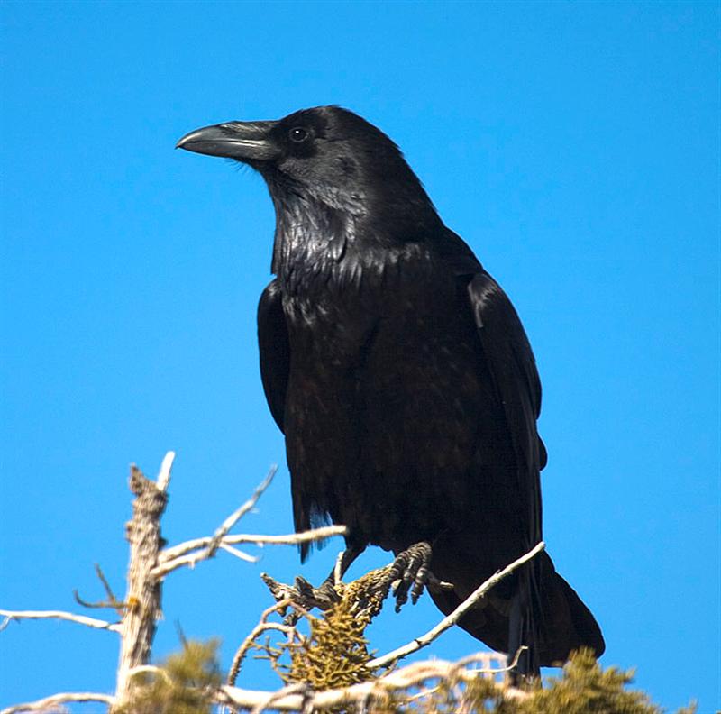 Raven, Arizona