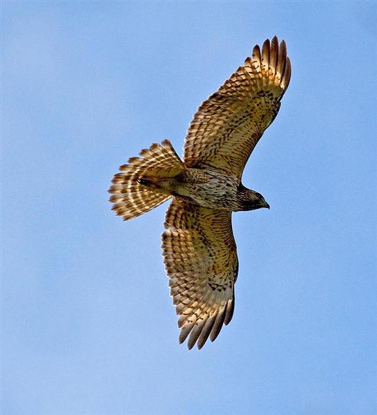 Red Tailed Hawk, Florida