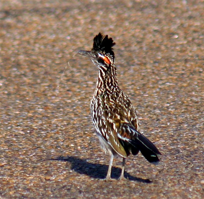 Roadrunner, Texas