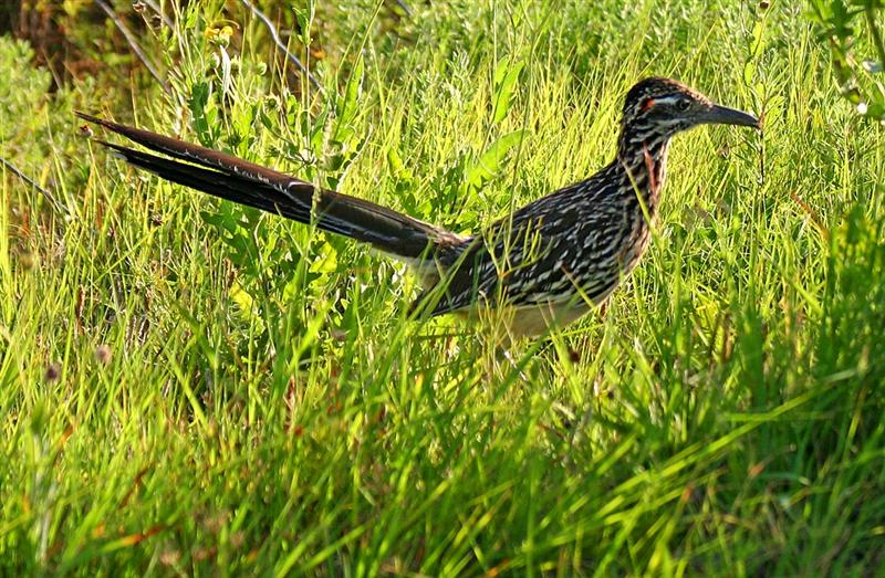 Roadrunner, Texas