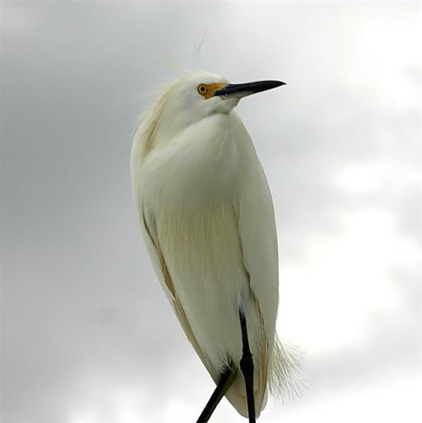 Snowy Egret, Florida