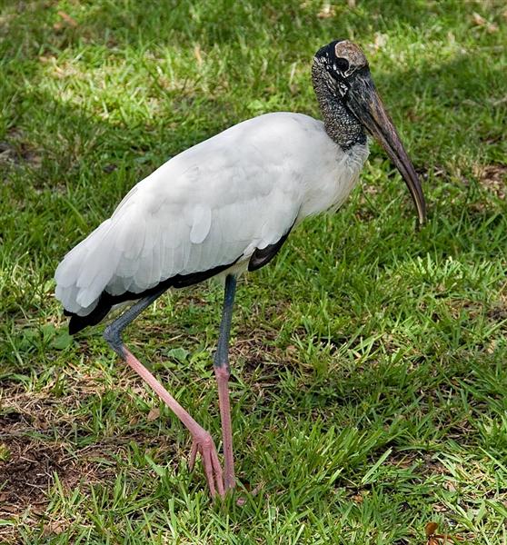 Wood Stork, Florida