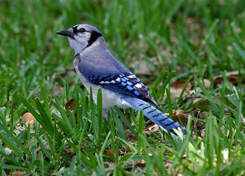 Blue Jay, Florida