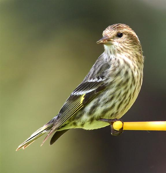 Pine Siskin, NC