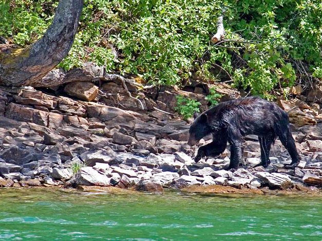 Black Bear, Alberta