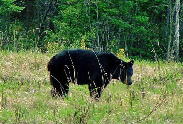 Black Bear, British Columbia
