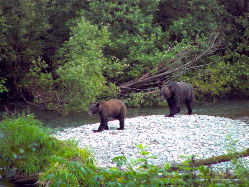 Grizzlies, Alaska