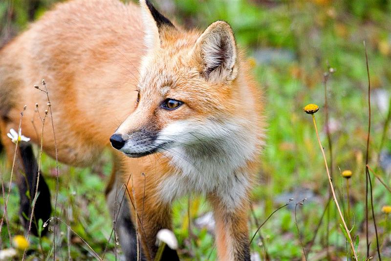 Red Fox, Newfoundland