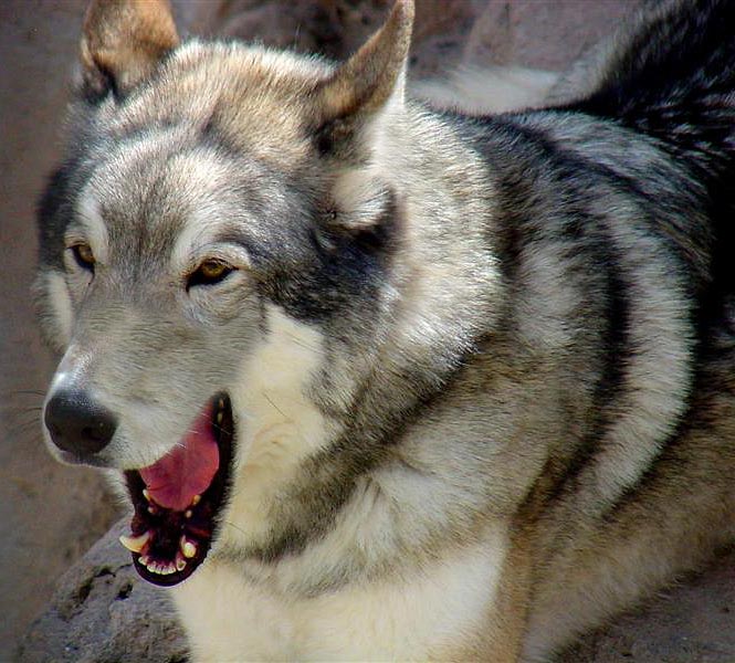 Wolf, NM Zoo