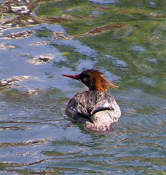 Merganser, Nevada