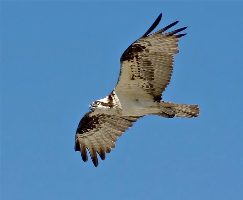 Osprey, Idaho