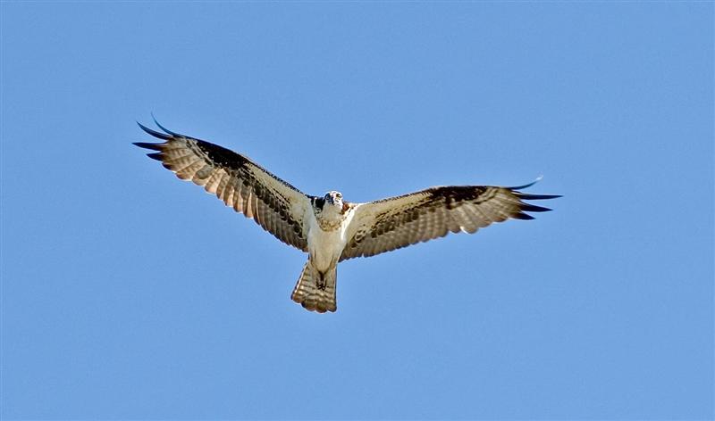 Osprey, Idaho