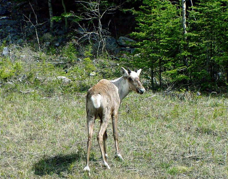 Caribou Calf, Yukon Territory