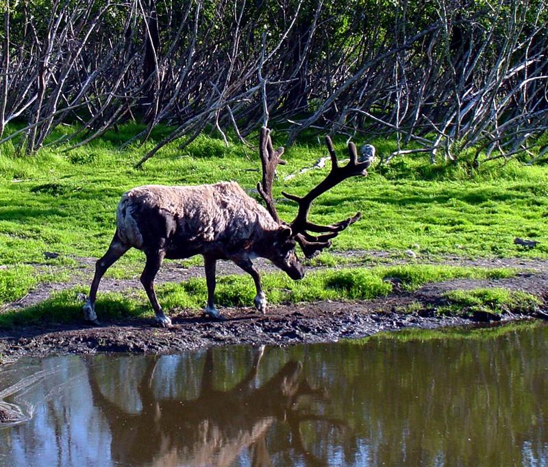 Caribou, Alaska