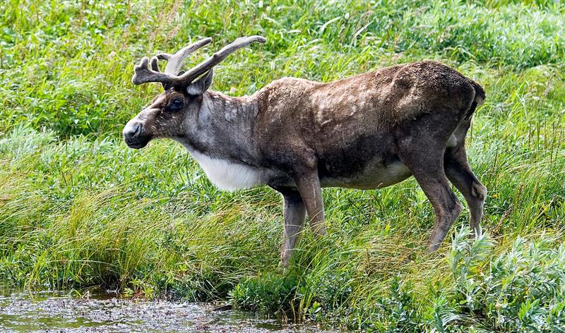 Caribou, Newfoundland