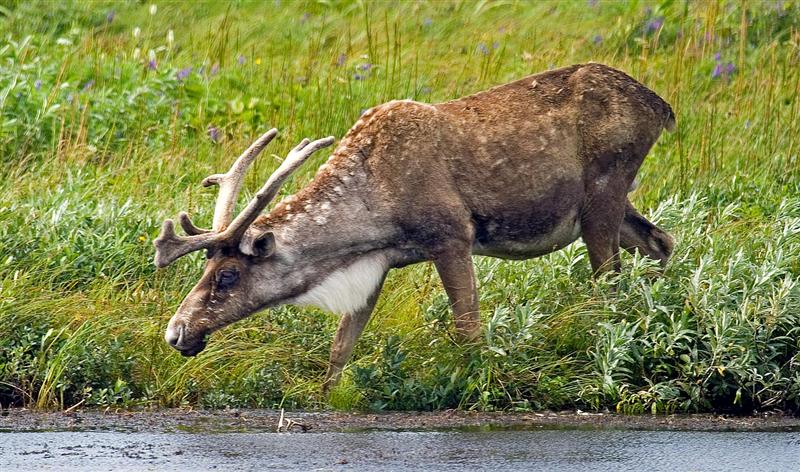 Caribou, Newfoundland