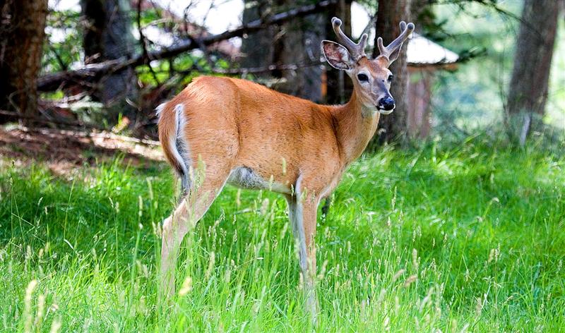 Deer, Idaho