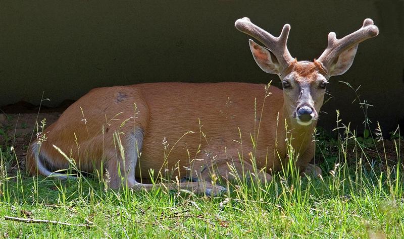 Deer, Idaho