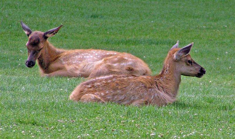 Elk Young, Wyoming