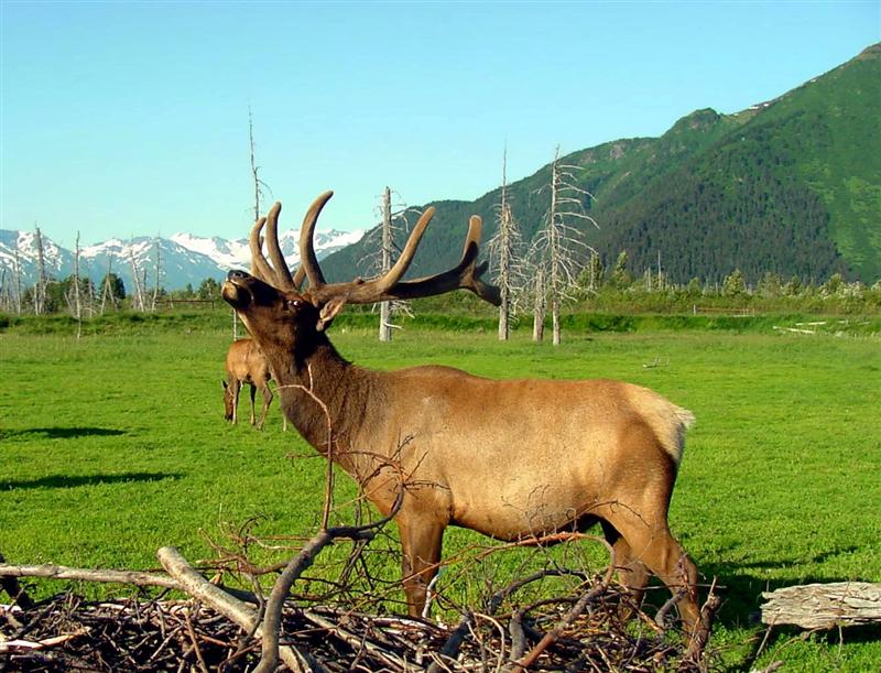 Elk, Alaska