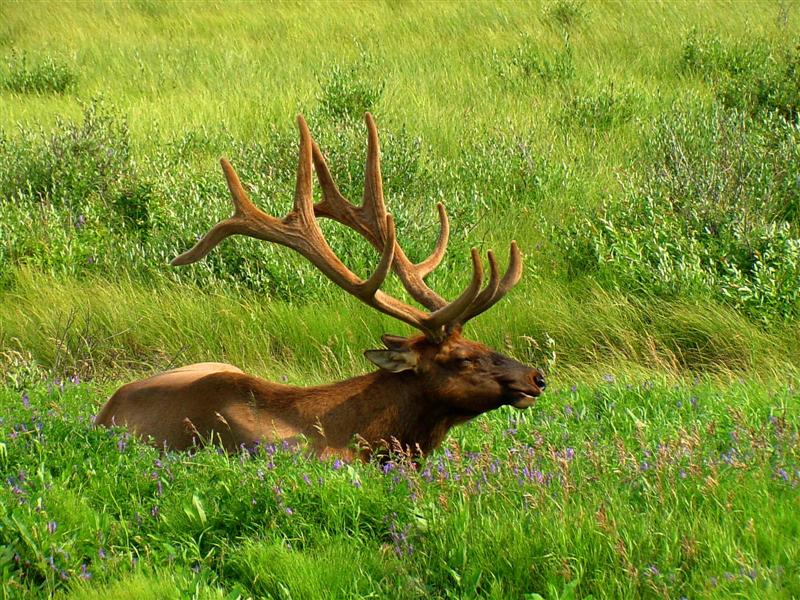Elk, Alberta